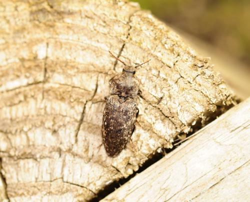 Agrypnus murinus